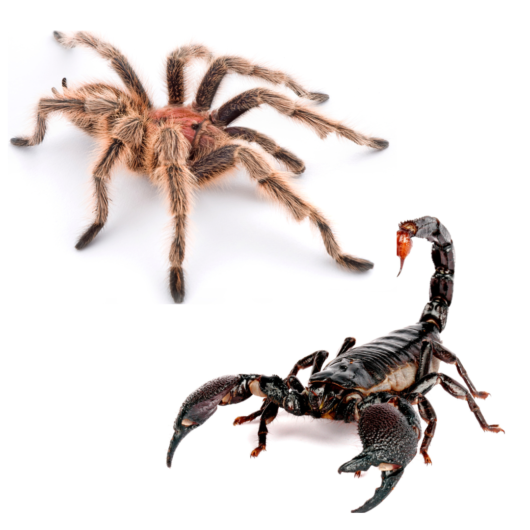 ARACHNID Fish N Pets Unlimited