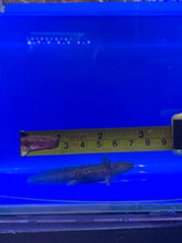Load image into Gallery viewer, Wild type Axolotl