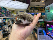 Load image into Gallery viewer, Hedgehog

