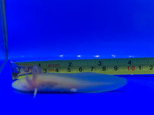 Load image into Gallery viewer, Golden Albino Axolotl