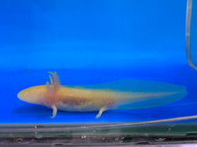 Load image into Gallery viewer, Golden Albino Axolotl