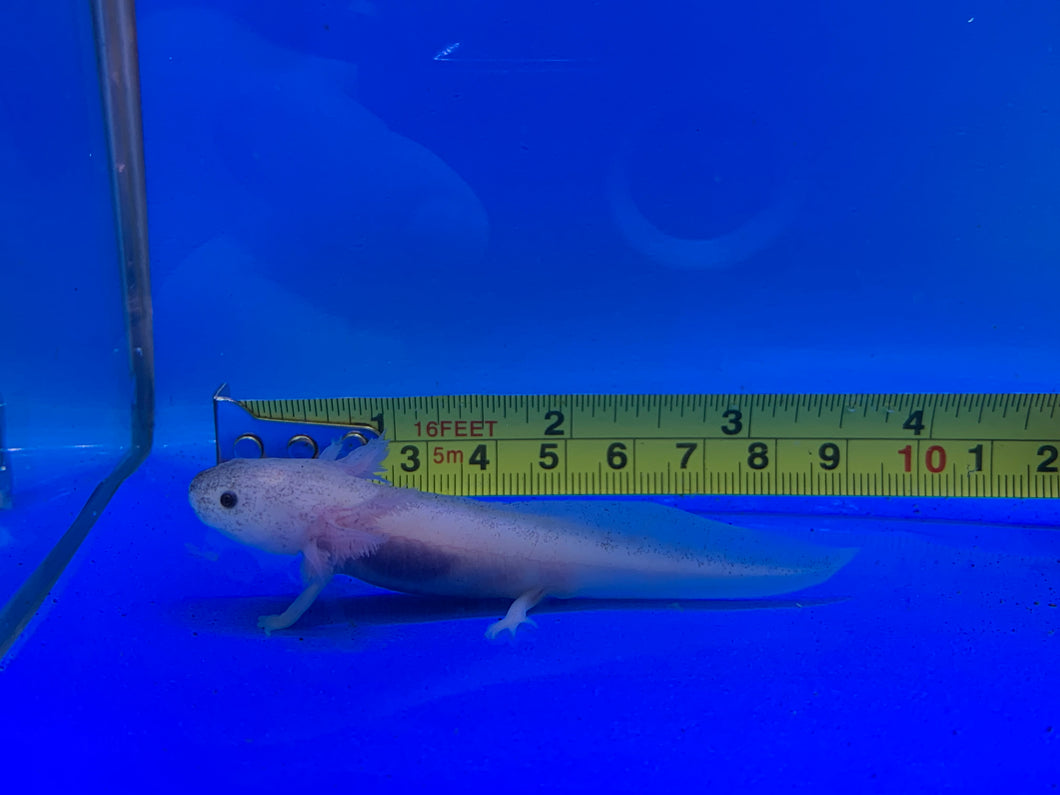 Speckled Leucistic ( DIRTY LUCY) Axolotl