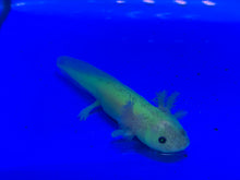 Load image into Gallery viewer, Glow ( GFP ) Axolotl