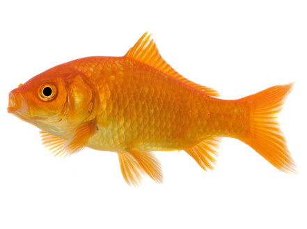 Goldfish Feeder