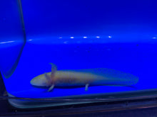 Load image into Gallery viewer, Golden Albino Axolotl