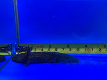 Load image into Gallery viewer, Wild type Axolotl