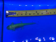 Load image into Gallery viewer, Glow ( GFP ) Axolotl