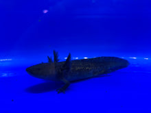 Load image into Gallery viewer, Wild type Axolotl