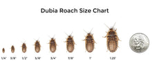Load image into Gallery viewer, Dubia Roaches Feeder
