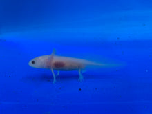 Load image into Gallery viewer, Leucistic (LUCY) Axolotl
