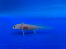 Load image into Gallery viewer, Leucistic (LUCY) Axolotl