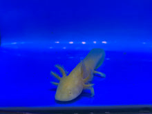 Load image into Gallery viewer, Golden Albino Axolotl