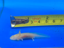 Load image into Gallery viewer, Golden Albino Axolotl