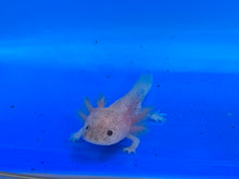 Load image into Gallery viewer, Speckled Leucistic ( DIRTY LUCY) Axolotl