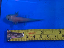 Load image into Gallery viewer, Leucistic (LUCY) Axolotl