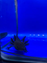 Load image into Gallery viewer, Wild type Axolotl