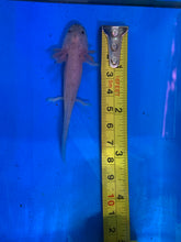 Load image into Gallery viewer, Speckled Leucistic ( DIRTY LUCY) Axolotl