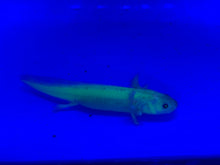 Load image into Gallery viewer, Glow ( GFP ) Axolotl