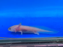 Load image into Gallery viewer, Speckled Leucistic ( DIRTY LUCY) Axolotl