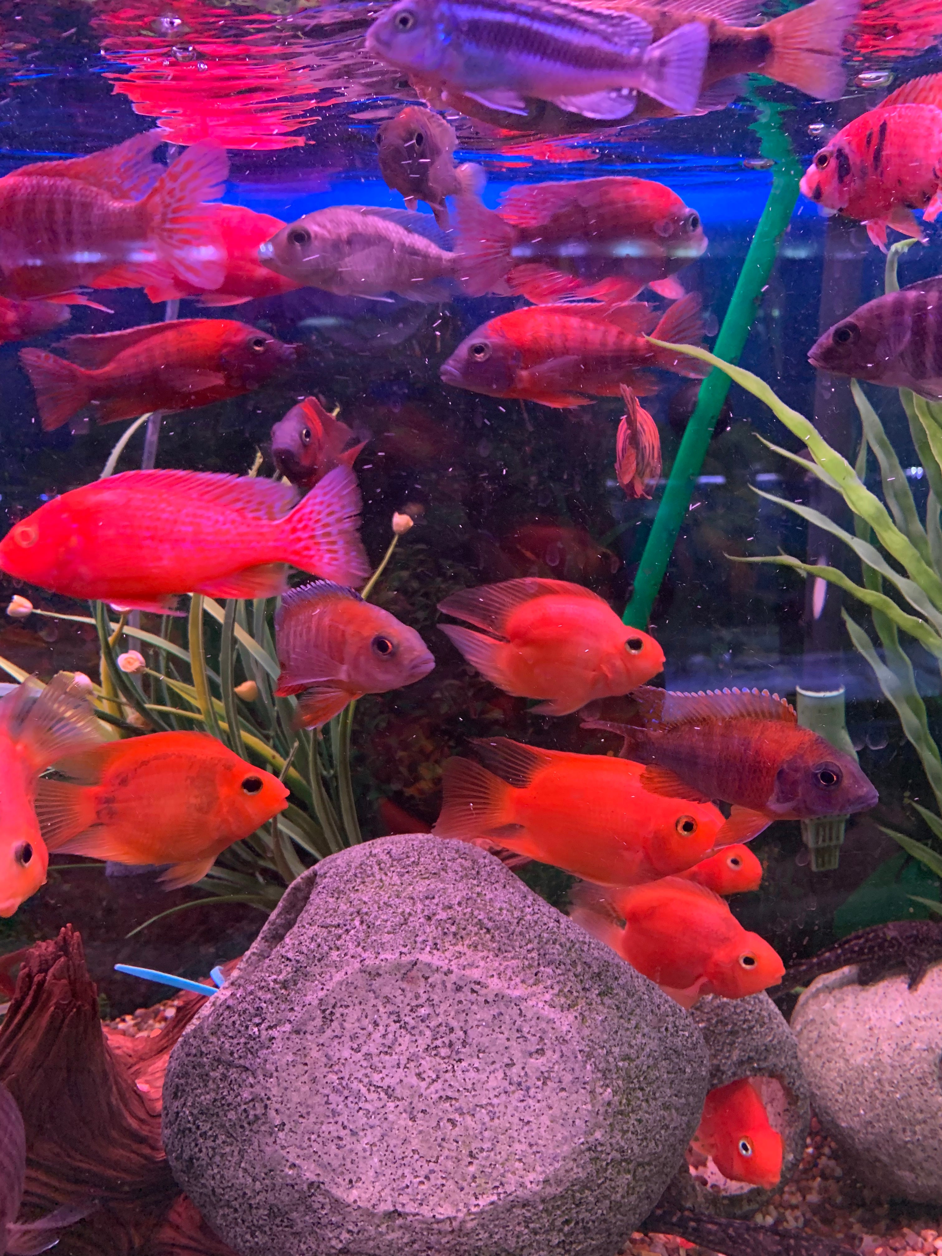 Fish.com Freshwater Aquarium Set up Guide – Fish N Pets Unlimited