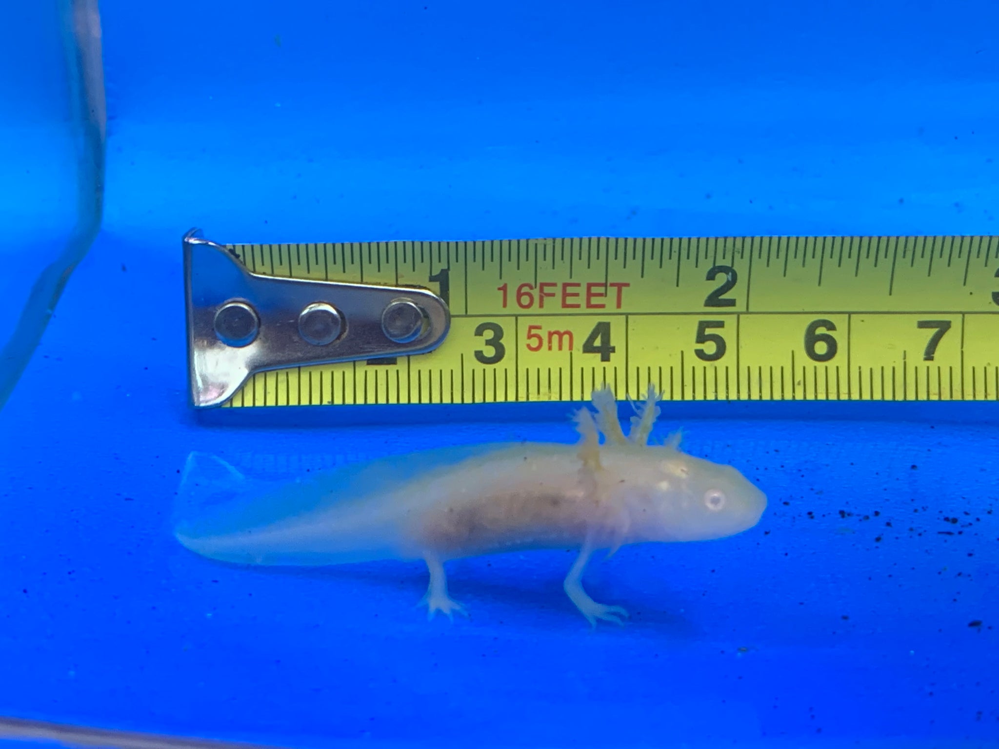 Fish Axolotl Pet For Sale Aquarium Central Axolotl Assorted