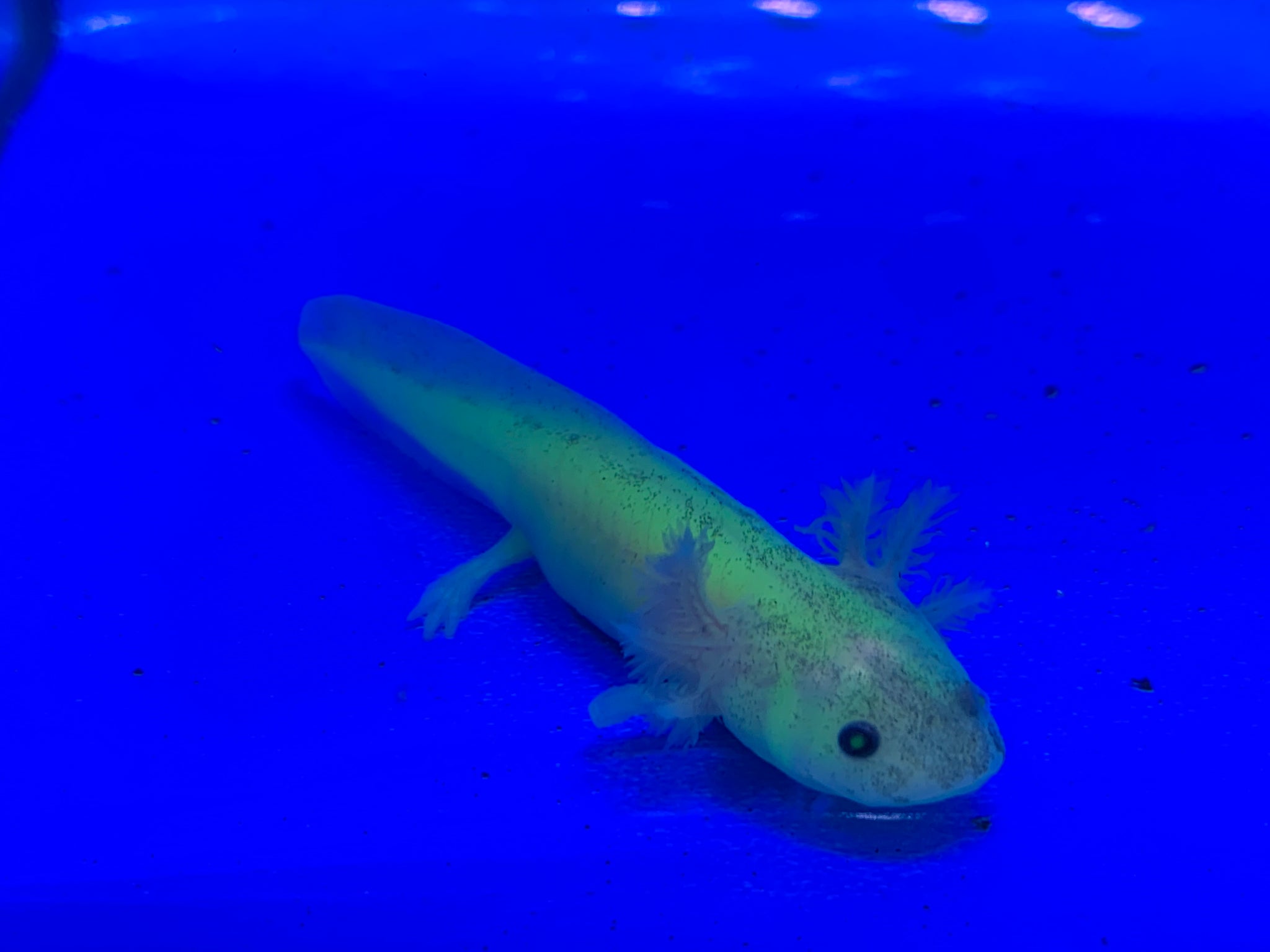 axolotl green