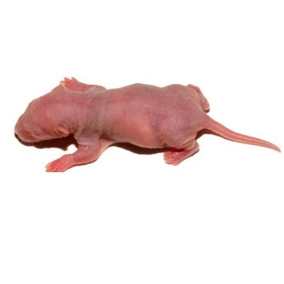 Pinky Rat Pup