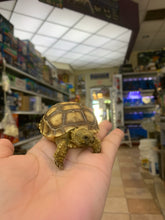 Load image into Gallery viewer, Sulcata Tortoise
