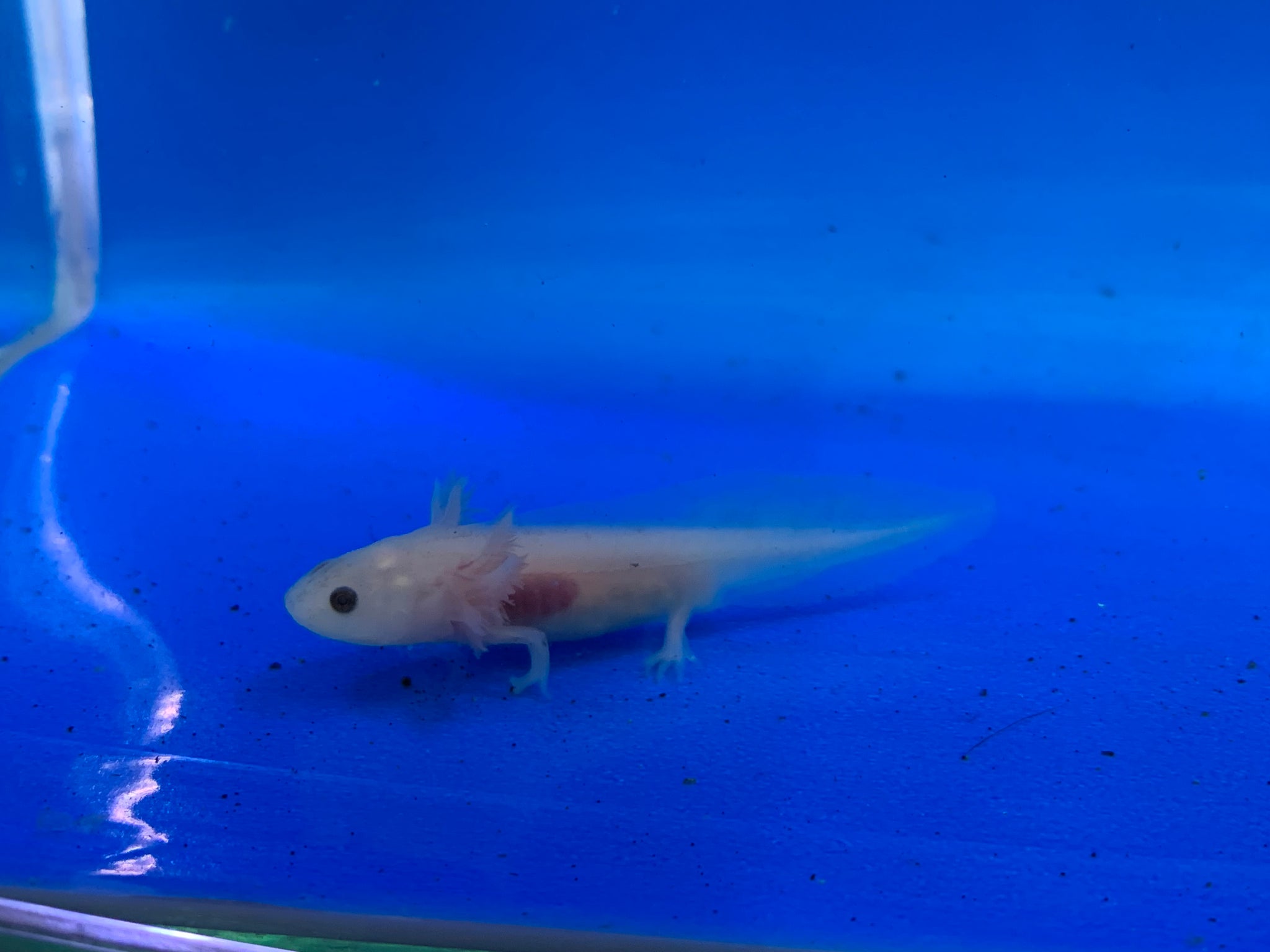 Leucistic (LUCY) Axolotl – Fish N Pets Unlimited
