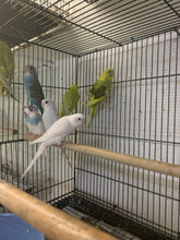 Load image into Gallery viewer, Adult Parakeets Mix Color
