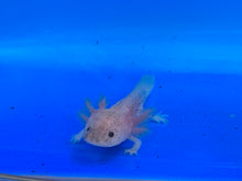 Load image into Gallery viewer, Speckled Leucistic ( DIRTY LUCY) Axolotl
