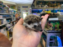 Load image into Gallery viewer, Hedgehog

